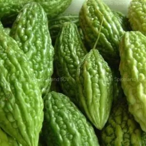Karela / Bittermelon 1 lb