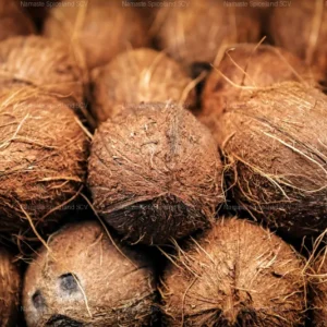 Coconut 1 Each