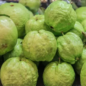 Fresh Guava 0.50lb