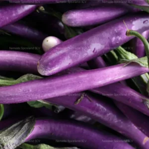 Eggplant chinese 0.50lb