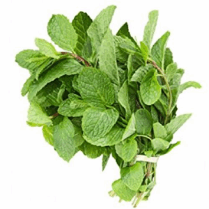 Fresh Mint bunch 1 pc
